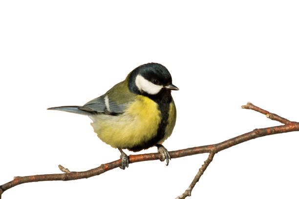 istock Colorful great tit Parus major perched on a tree , bird isolated on white background 1464199125