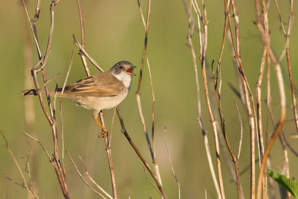 istock Bird - whitethroat Sylvia communis perched on tree, summer time wildlife Poland Europe 1464199163
