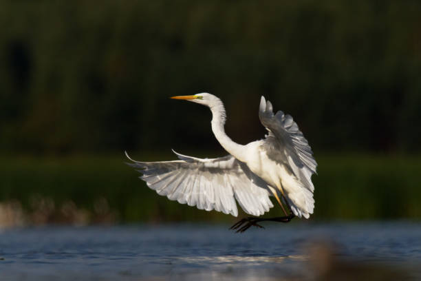 istock Bird Egretta alba Great Egret white bird on dark black background White Heron 1464199256