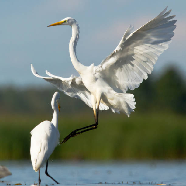istock Bird Egretta alba Great Egret white bird on dark black background White Heron 1464199260