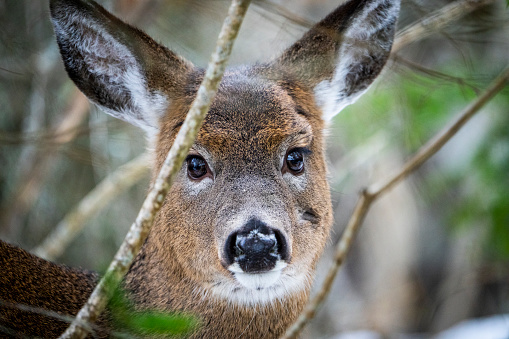 White-tailed deer standing in the woods in a national park during winter.