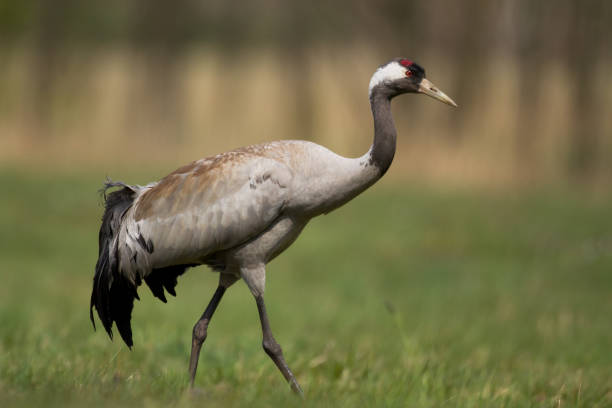 Bird - Common Crane Grus grus, walking on a meadow, spring time Poland Europe Bird - Common Crane Grus grus, walking on a meadow, spring time Poland Europe eurasian crane stock pictures, royalty-free photos & images