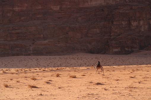 Bedouin riding on a camel in Wadi Rum desert, Jordan