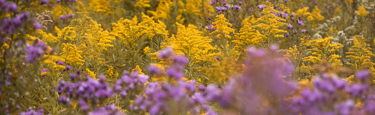 Purple asters and yellow goldenrod in the fall wildflowers background web banner