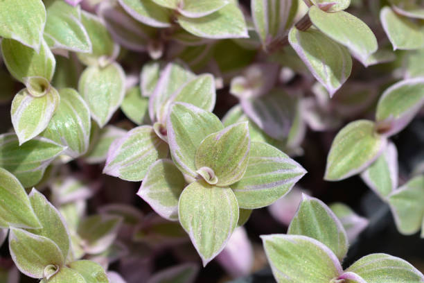 istock Creeping inchplant Pink Lady 1464201187