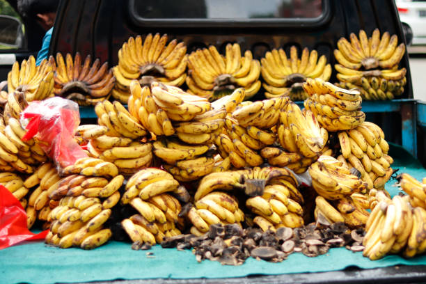 istock selling bananas on a pickup truck 1464201471