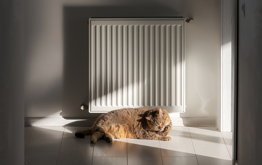 The cat washes near a warm radiator. A steel panel heating radiator is placed under the windowsill on a white wall.