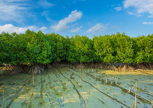 Mangrove forest,River along the mangrove trees,Mangrove forests play a vital role in tropical areas worldwide. They act as nurseries for many marine species