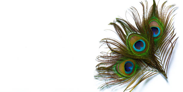 istock Macro peacock feathers on white background,Clothing and home decoration. Peacock feather on white background. 1464202494