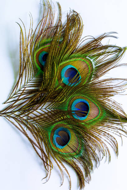 istock Macro peacock feathers on white background,Clothing and home decoration. Peacock feather on white background. 1464202499