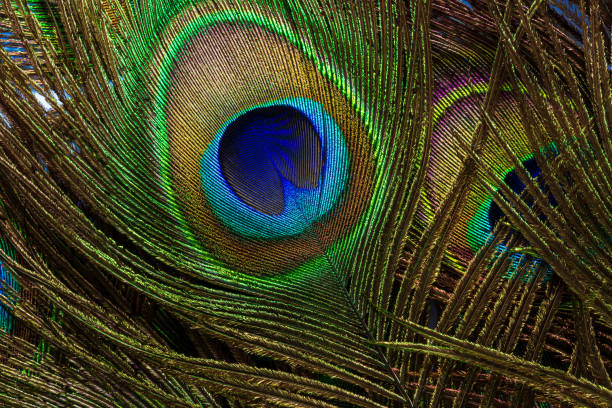 istock macro peacock feathers,Colorful and artistic peacock feathers, here is a macro image of an illuminated arrangement of peacock feathers. 1464202521
