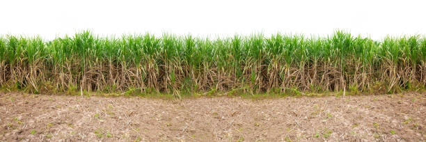 istock sugar farm on white background,Sugar cane leaf on isolated white background good for graphic designer,Agriculture,Beauty,Biology,
Clipping Path,Color Image,Crop - Plant, 1464202538