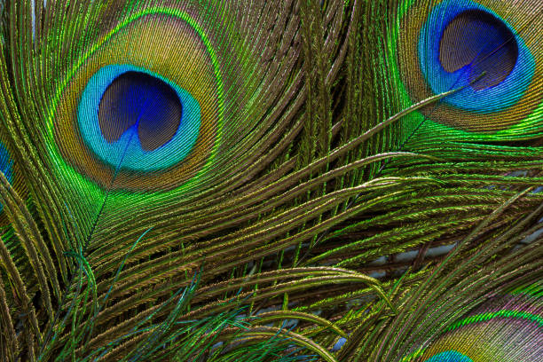 istock macro peacock feathers,Colorful and artistic peacock feathers, here is a macro image of an illuminated arrangement of peacock feathers. 1464202602