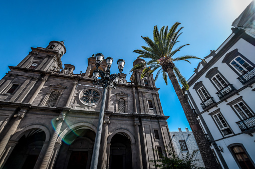 Palm Near Cathedral de Santa Ana de Canarias, Calle Obispo Codina, Las Palmas de Gran Canaria, Spain