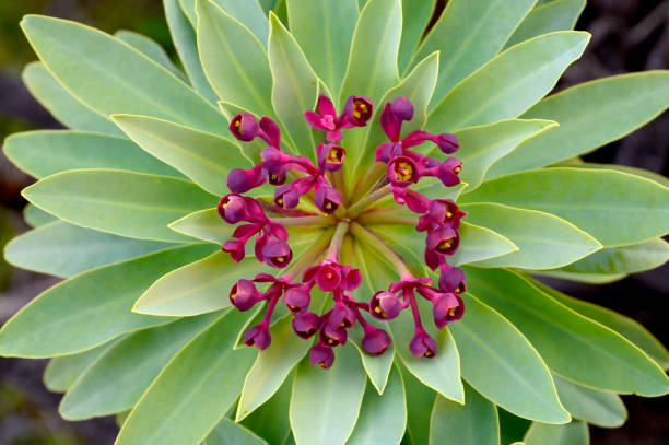 카나리아 제도에 서식하는 피는 tabaiba dulce 또는 euphorbia balsamifera 식물과 lanzarote 섬의 상징. - euphorbiaceae 뉴스 사진 이미지