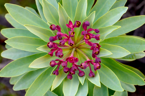 blooming tabaiba dulce or euphorbia balsamifera plant native to canary islands and the symbol of the island of lanzarote.nature background for design. - euphorbiaceae imagens e fotografias de stock