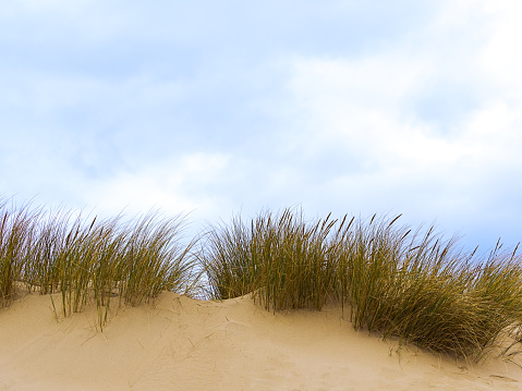 Marram beach grass growing on the top of sand dunes against a sky with copy text space