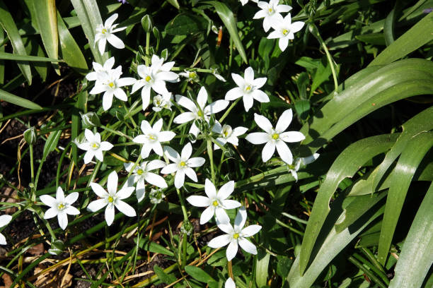 istock Flowers during springtime of The Hague 1464207353