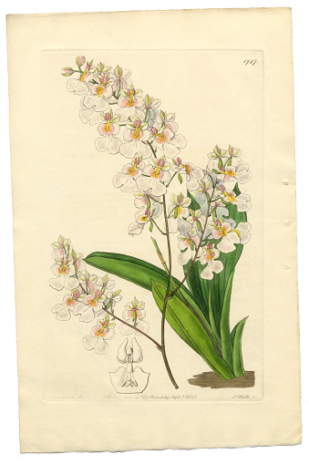 Very Rare, Beautifully Illustrated Antique Engraved and Hand Colored Victorian Botanical Illustration of Oncidium,Oncidium Pulchellum, Gynandria Monandria Victorian Botanical Illustration, 1835, Plants, Victorian Botanical Illustration Plate 1787, Published in 1835. Source: Original edition from my own archives. Copyright has expired on this artwork. Digitally restored.