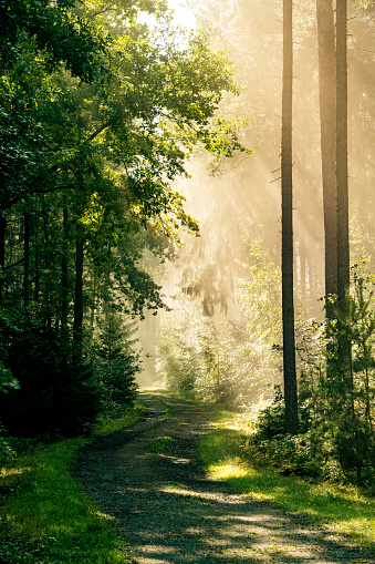 Magical forest path in summer