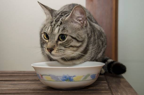istock Cute cat eating in his bowl 1464208560