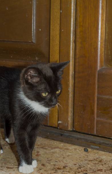 istock Pretty black and white kitten in the foreground walking on the floor 1464208615