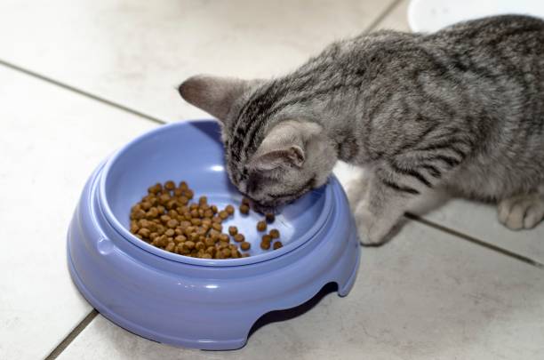 istock Tender kitten eating crunches in his bowl 1464208654