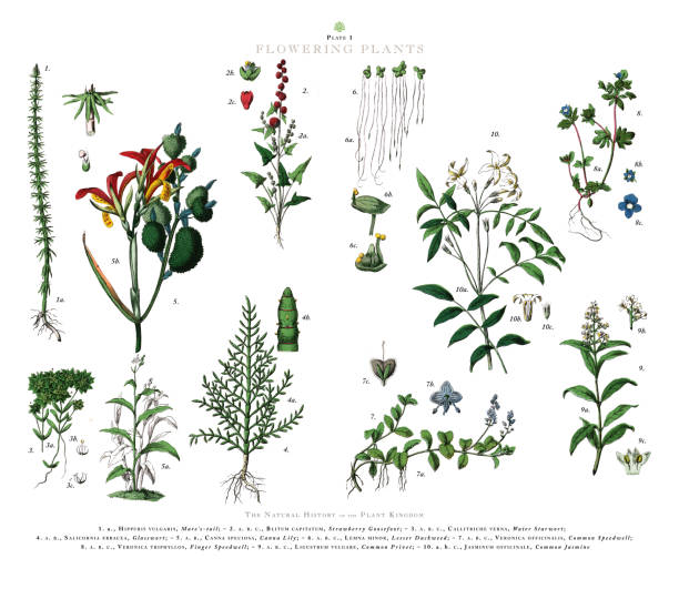 antyczny grawerunek, rośliny kwitnące, królestwo roślin, wiktoriańska ilustracja botaniczna, około 1853 - slipper flower stock illustrations