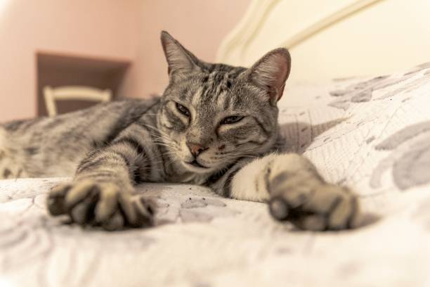 istock Cat relaxed on the bed at home 1464209292
