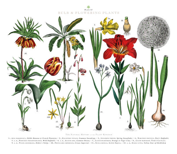 antike gravur, zwiebel und blütenpflanzen, pflanzenreich, viktorianische botanische illustration, um 1853 - tulpenzwiebel stock-grafiken, -clipart, -cartoons und -symbole