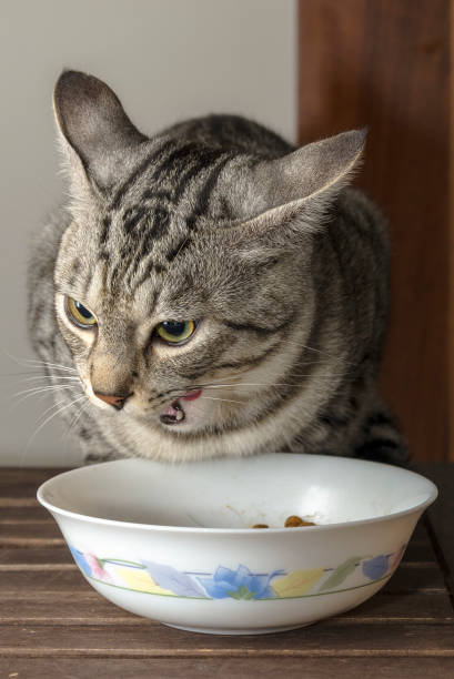 istock Cute cat eating in his bowl 1464210971