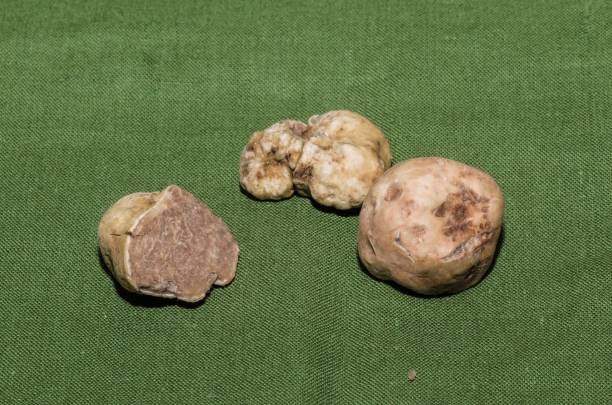 istock Group of fine white truffles in the foreground 1464211665