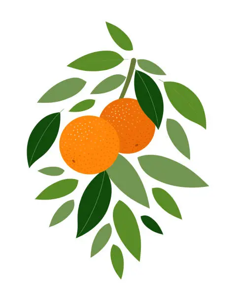 Vector illustration of A branch of an orange tree with ripe fruits and green leaves on a white background. Vector illustration.