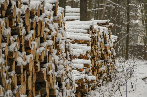 Winter, snow, forest, wood, felling, lumber, destruction of forest