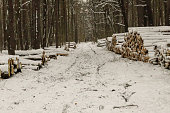 Winter, snow, forest, wood, felling, lumber, destruction of forest