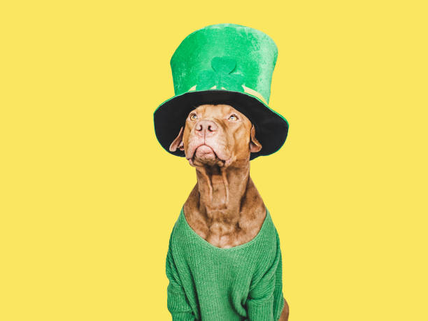 istock Puppy and a bright green leprechaun hat 1464213662