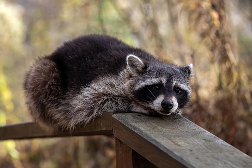 The raccoon lies on the wooden railing. Close-up portrait.