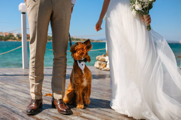 istock Bride and groom wedding with dog 1464213888