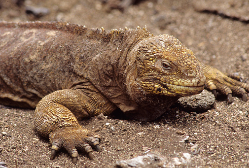 A splendid terrestrial iguana (Conolophus Subcristatus) on North Seymour island, Galapagos Islands National Park,Ecuador.