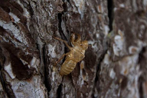 istock A closeup of a cicada's shell in a tree 1464218880