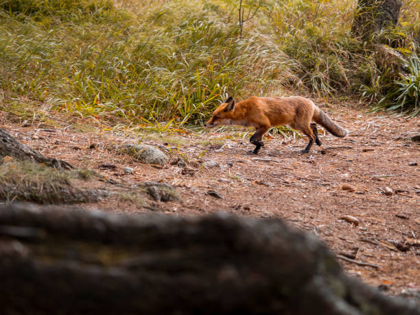 istock A wild fox in the wild in the Slovak forest 1464219948