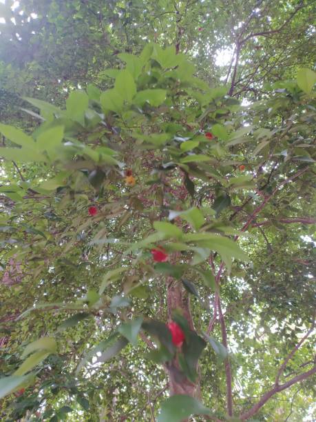 istock A tree of Eugenia uniflora, the pitanga or Suriname cherry 1464220256