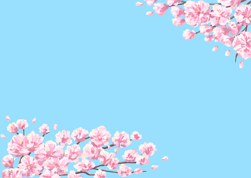 Cherry Blossoms Landscape Illustration, backgrounds for design, abstract illustration and plain blue background.