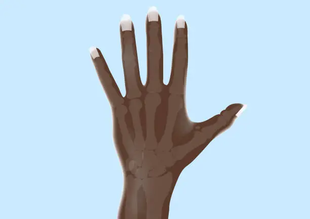 Vector illustration of Bones of the hand. Carpal Bones. Metacarpals. Phalanges