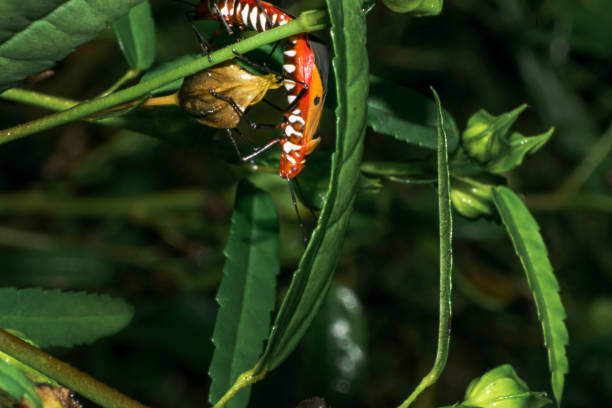istock Wild life nature photos 1464222037