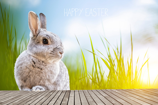 Easter greeting card with rabbit and text \