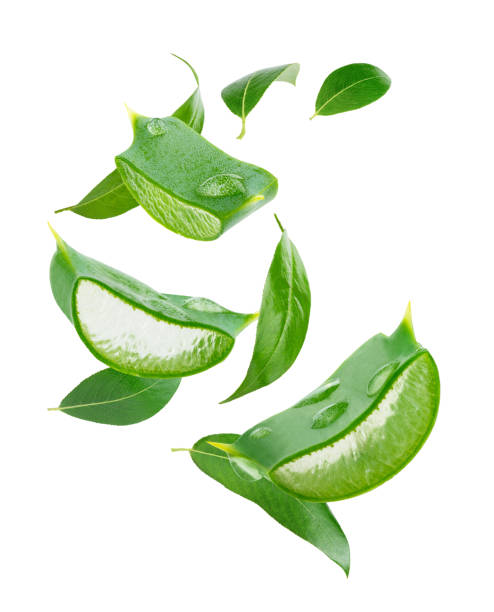 Composition of flying tea leaves and aloe vera isolated on white background with clipping path. Composition of flying tea leaves and aloe vera slices isolated on white background with clipping path. aloe vera gel stock pictures, royalty-free photos & images