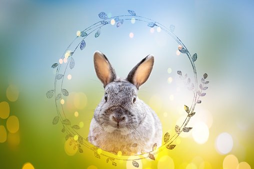 Easter eggs. Colorful funny bunny in green grass on white background