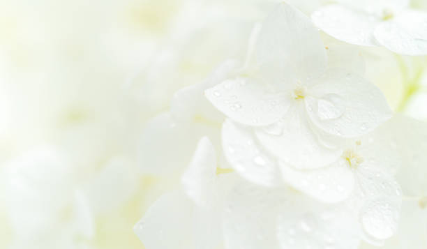 istock White hydrangea flowers macro shot with dew drops. Natural background, copy space 1464223517