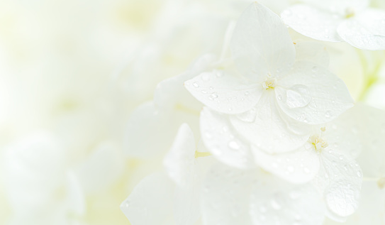 White hydrangea flowers macro shot with dew drops. Natural white background.